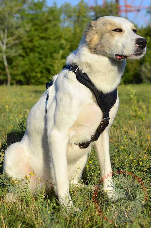 Leather Dog Harness for Central Asian Shepherd Attack Training