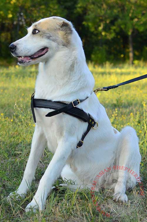 Durable Leather Central Asian Shepherd Harness for Safety and Comfort