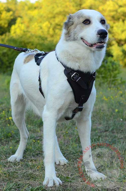 Dog Harness Leather for Attack Work of Central Asian Shepherd