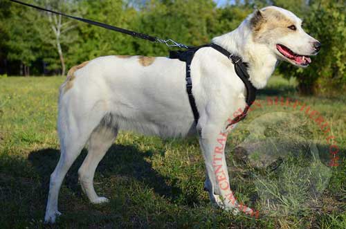 Comfortable Central Asian Shepherd Harness Made of Superior Leather