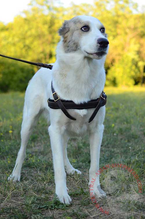 Leather Dog Harness Super Comfortable for Central Asian Shepherd