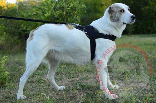 Central Asian Shepherd Harness Made of Nylon Weather-Resistant