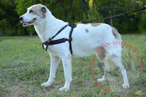 Leather Pulling Dog Harness for Central Asian Shepherd