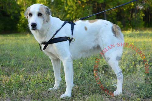 Pulling Leather Dog Harness for Central Asian Shepherd