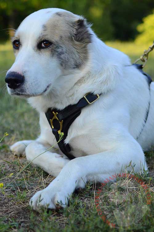 Dog Harness Leather Well-Made for Central Asian Shepherd Walking