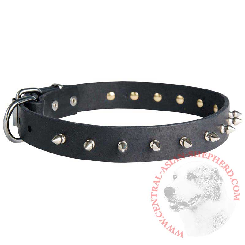Central Asian Shepherd Leather Collar Spiked 30 mm