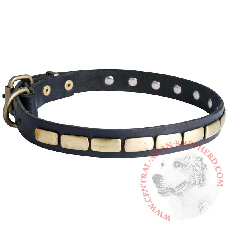 Central Asian Shepherd Leather Collar Brass Plates 25 mm