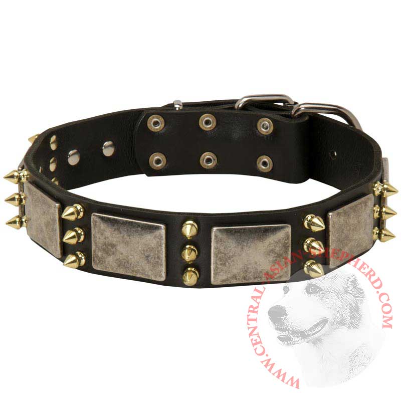 Central Asian Shepherd Spiked Leather Collar with Nickel Plates