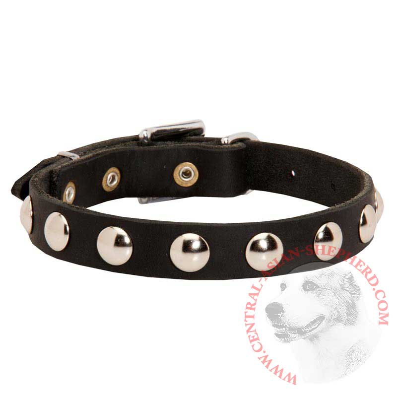 Beautiful Leather Central Asian Shepherd Collar Decorated with Half-Ball Studs