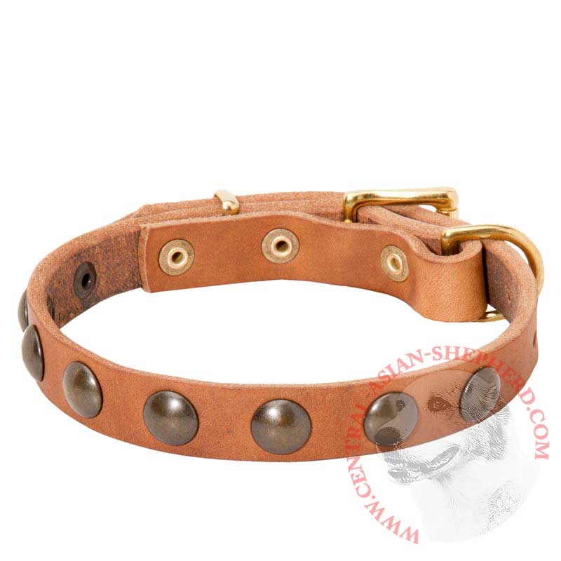 Leather Central Asian Shepherd Collar with Brass Half-Ball Studs