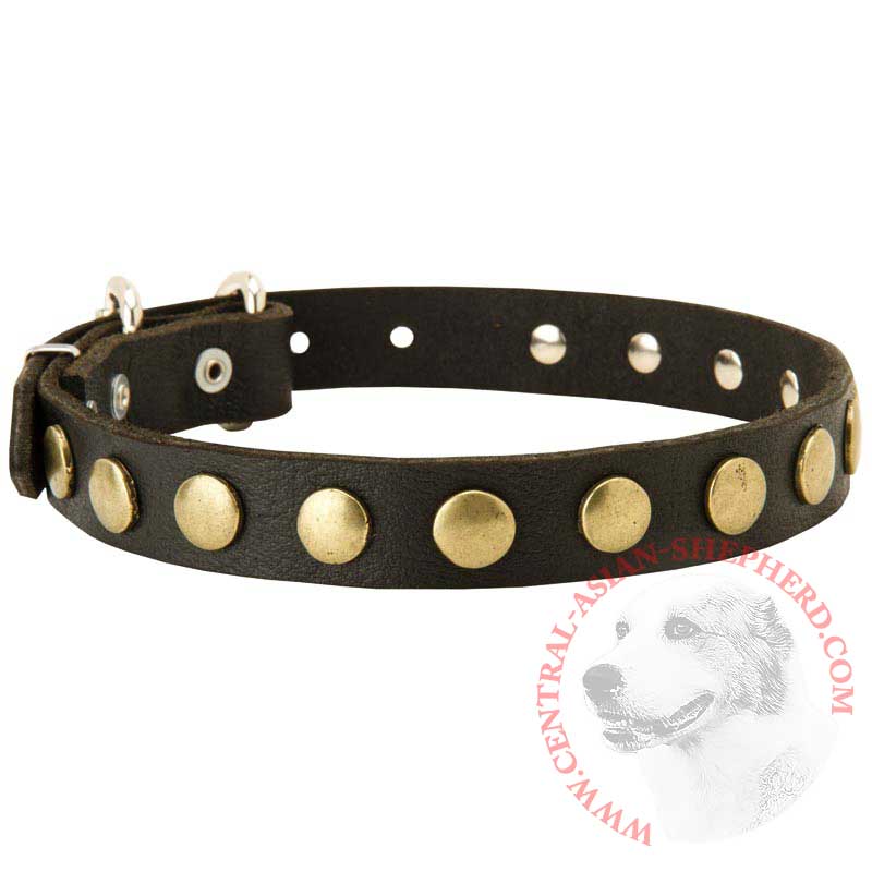 Leather Central Asian Shepherd Collar with Brass Circles for Fashionable Walking