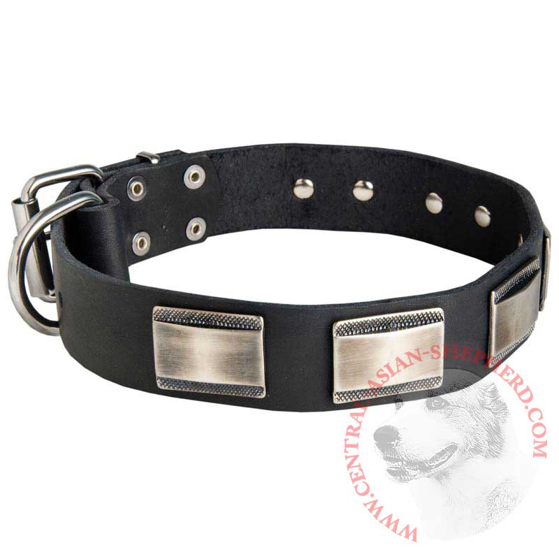 Leather Central Asian Shepherd Collar Massive Nickel Plates