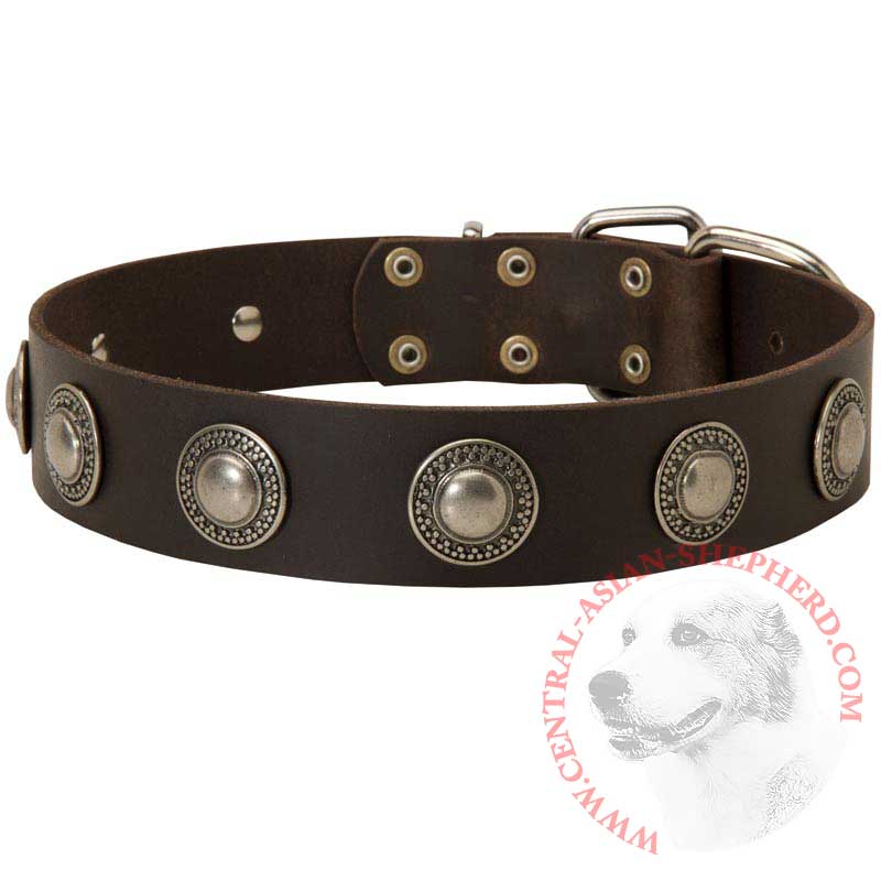 Leather Central Asian Shepherd Collar Decorated with Silver Conchos