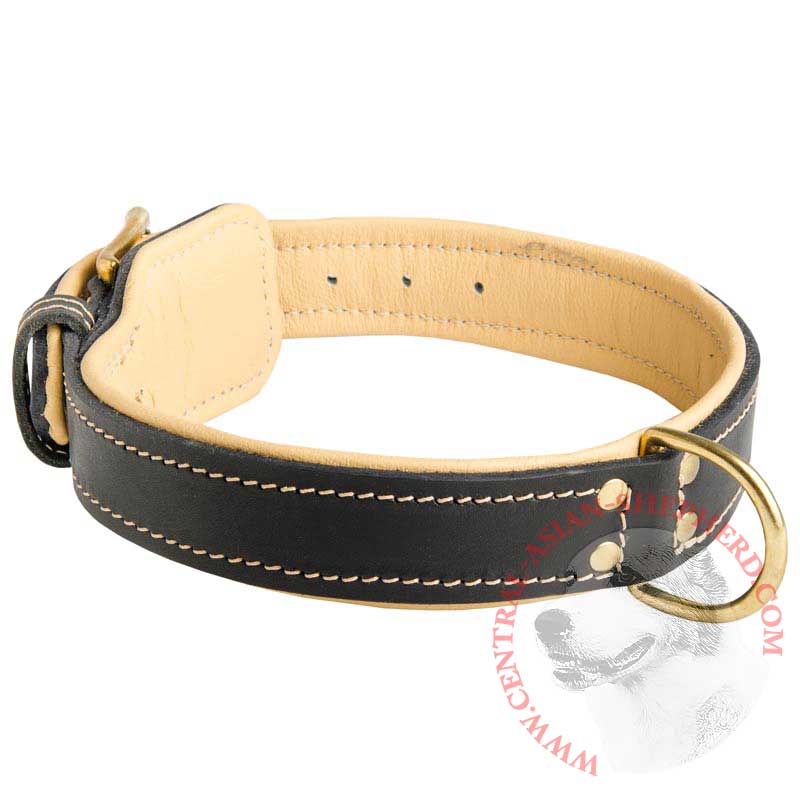 Padded Leather Central Asian Shepherd Collar