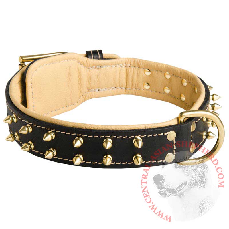 Royal Leather Central Asian Shepherd Collar Spiked Padded with Nappa Leather