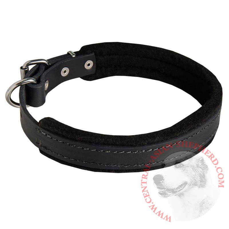 Padded Leather Central Asian Shepherd Collar 25 mm for Dog Training