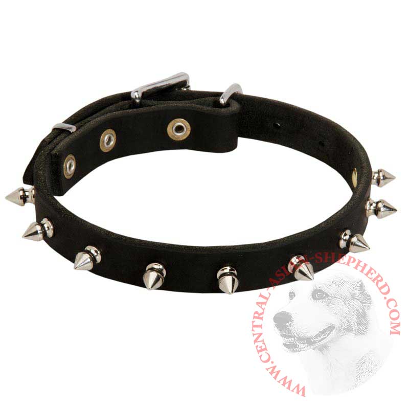 Central Asian Shepherd Leather Collar Spiked 3/4 Inch