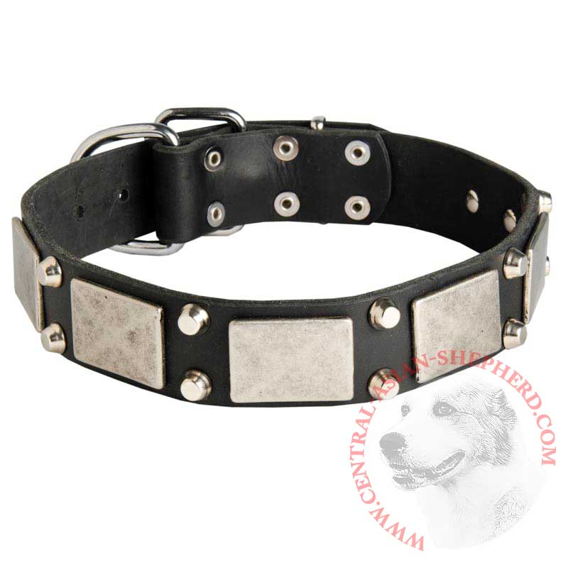 Leather Central Asian Shepherd Collar Decorated with Nickel Cones and Plates