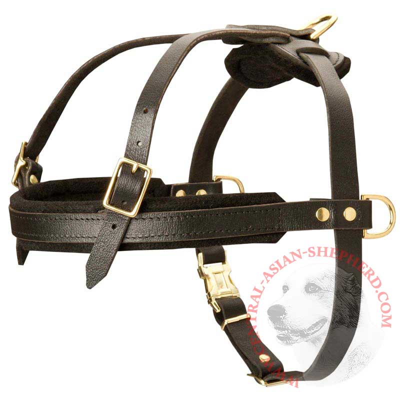 Leather Central Asian Shepherd Harness for Tracking and Pulling