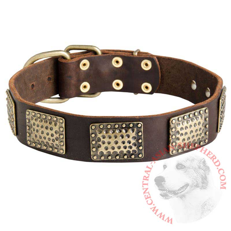Leather Central Asian Shepherd Collar with Massive Brass Plates