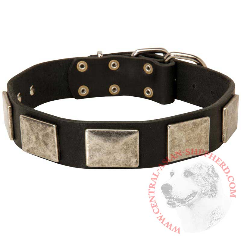 Leather Central Asian Shepherd Collar with Large Nickel Plates