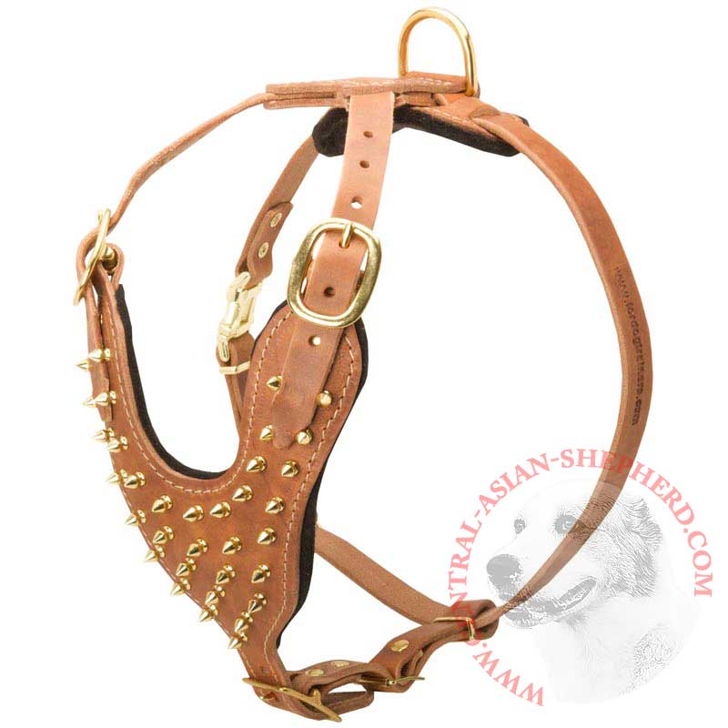 Brass Spiked Leather Central Asian Shepherd Harness for Fashion Walking